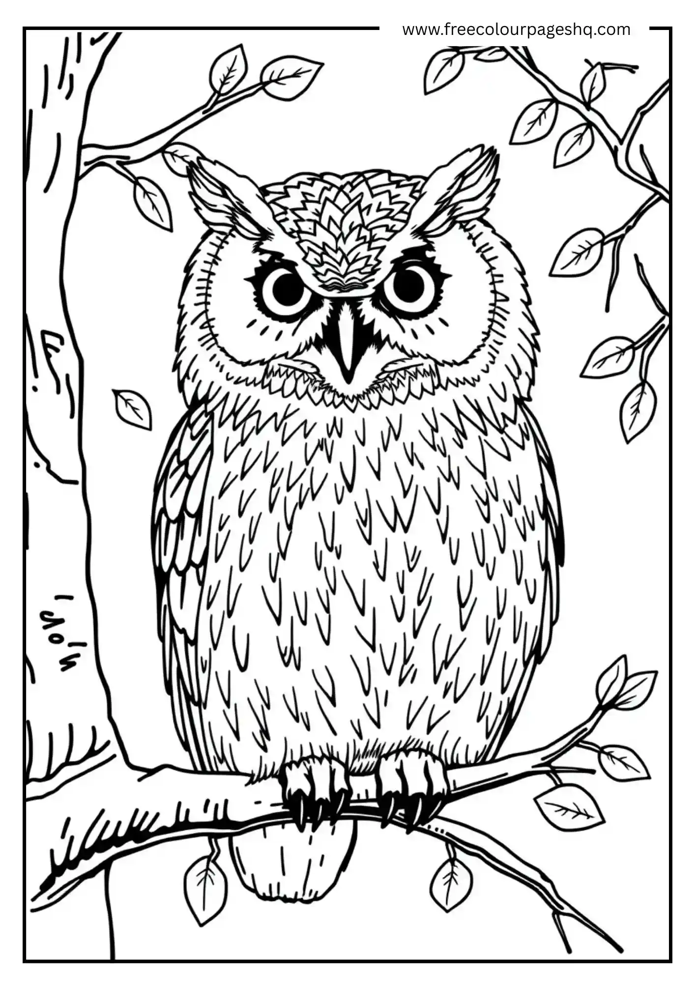 Autumn Tawny Owl