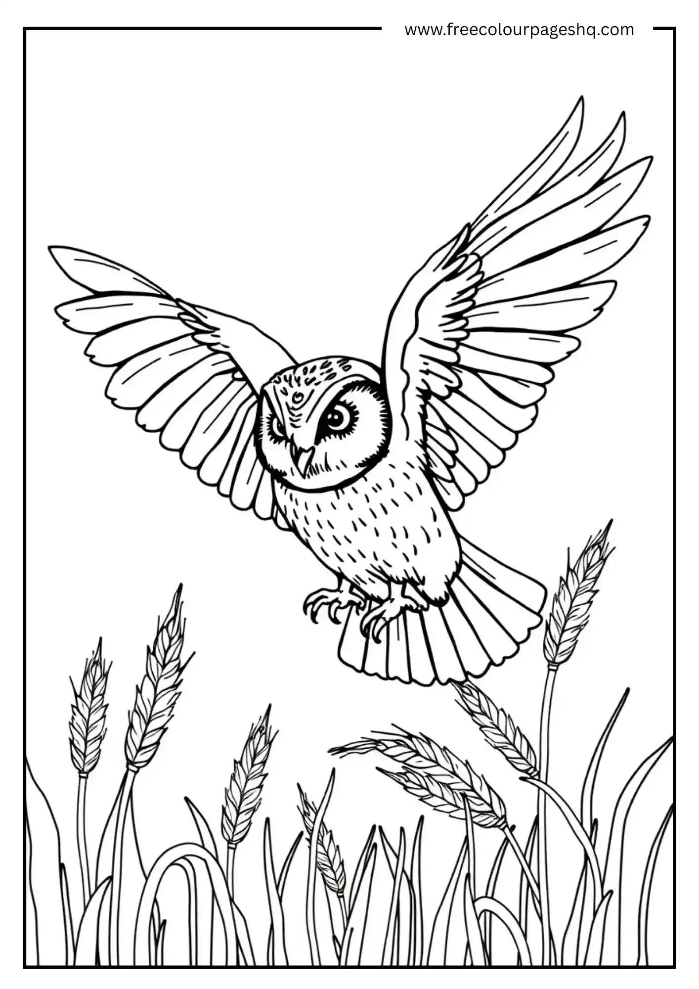 Barn Owl Wheat Flight