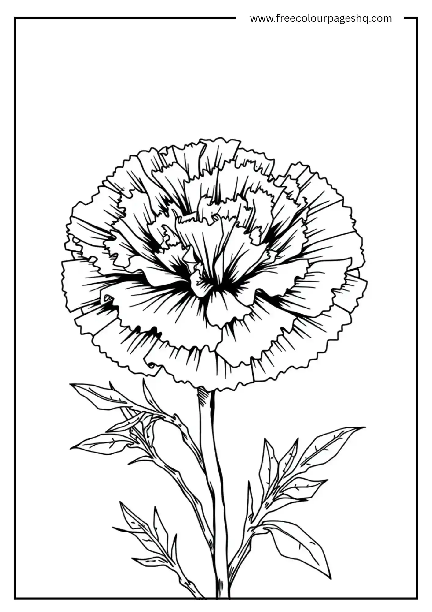 Blissful Blooms