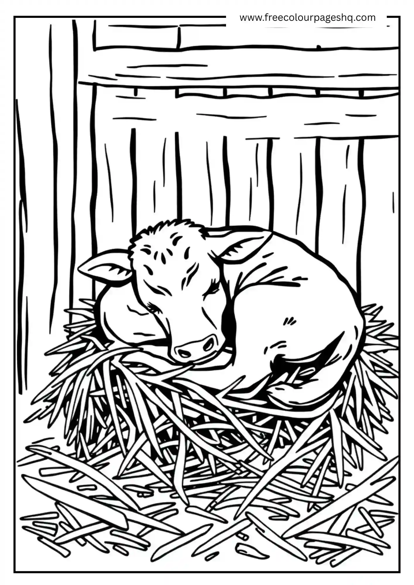 Calf Sleeping in Hay Calf Sleeping in Hay