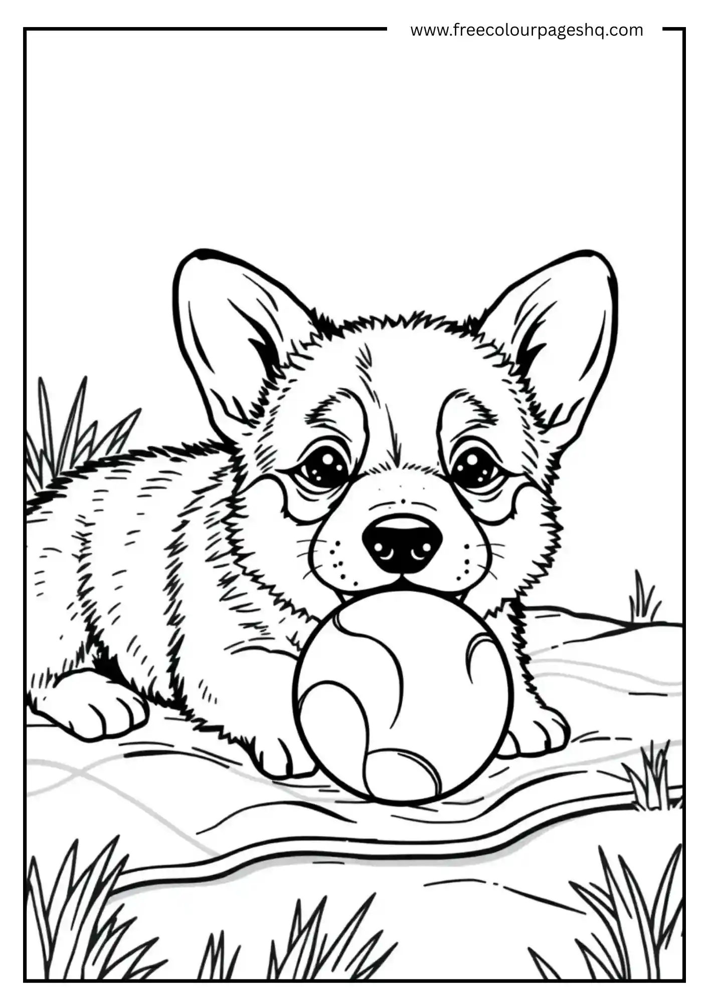 Cute Corgi Puppy Playing