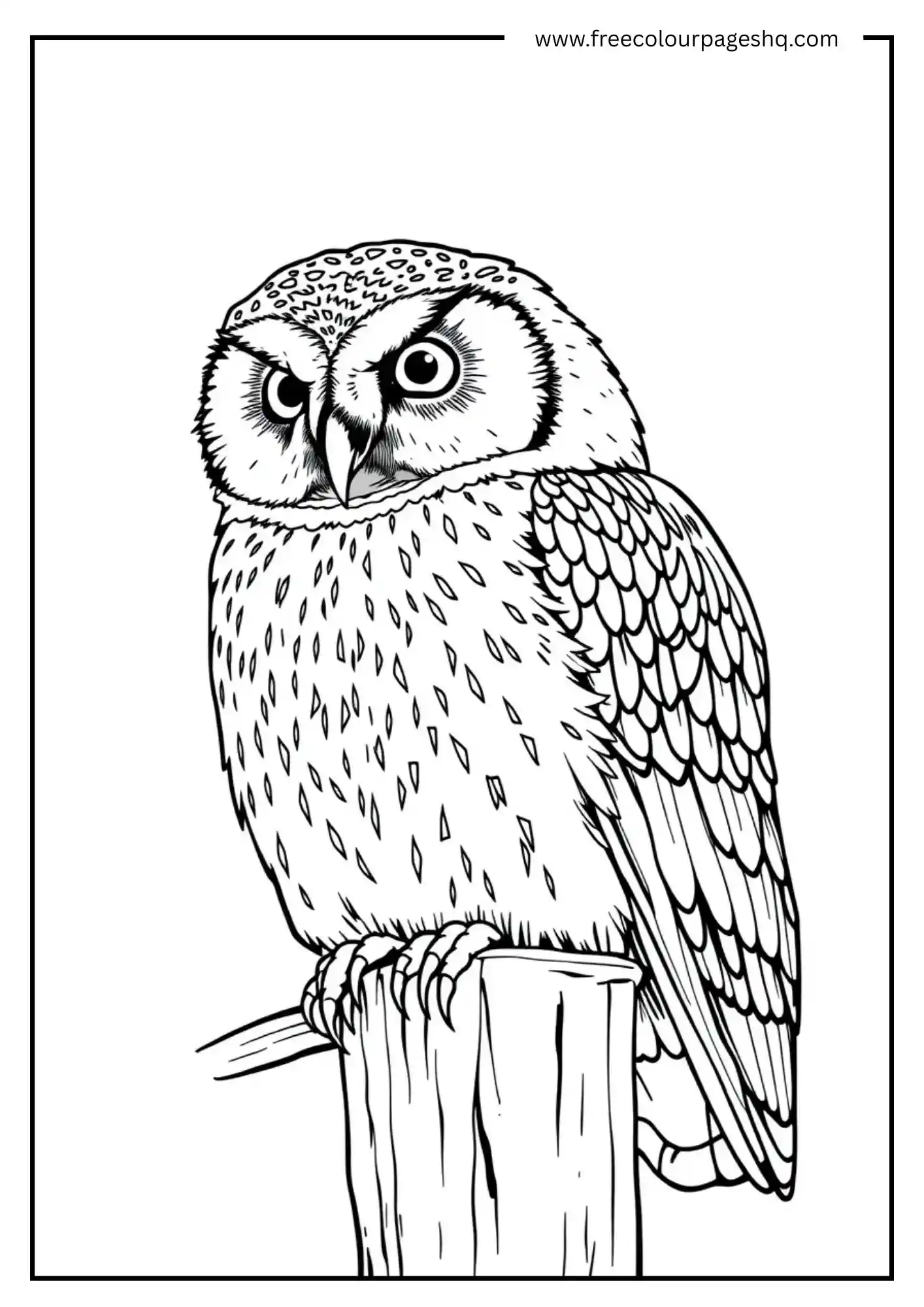 Fencepost Saw-whet Owl