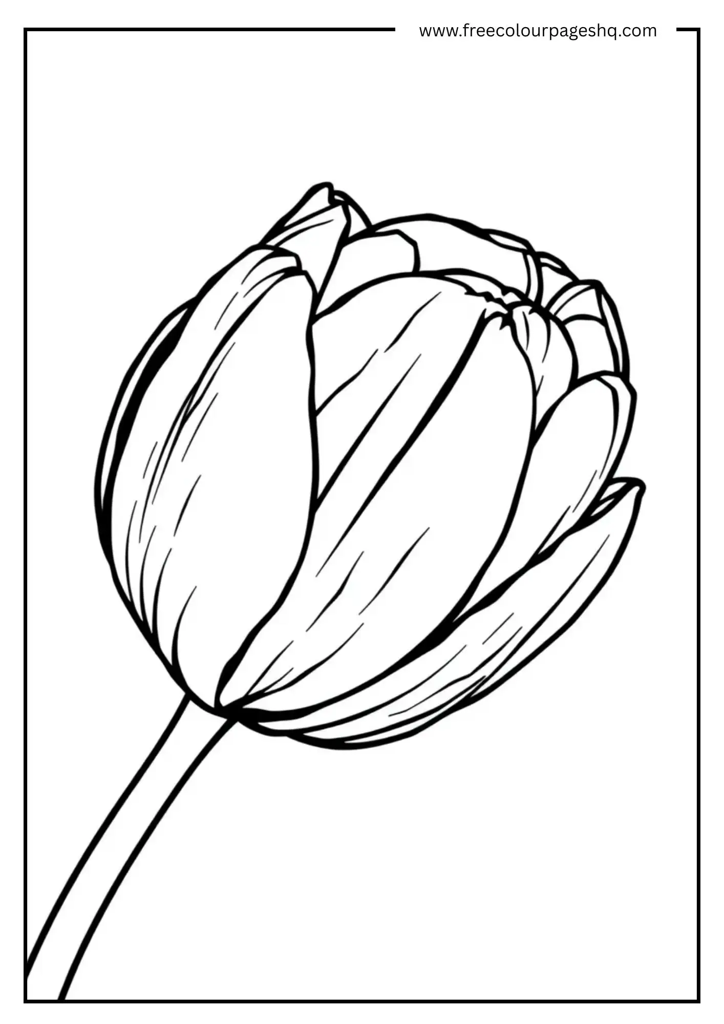 Golden-Tulip