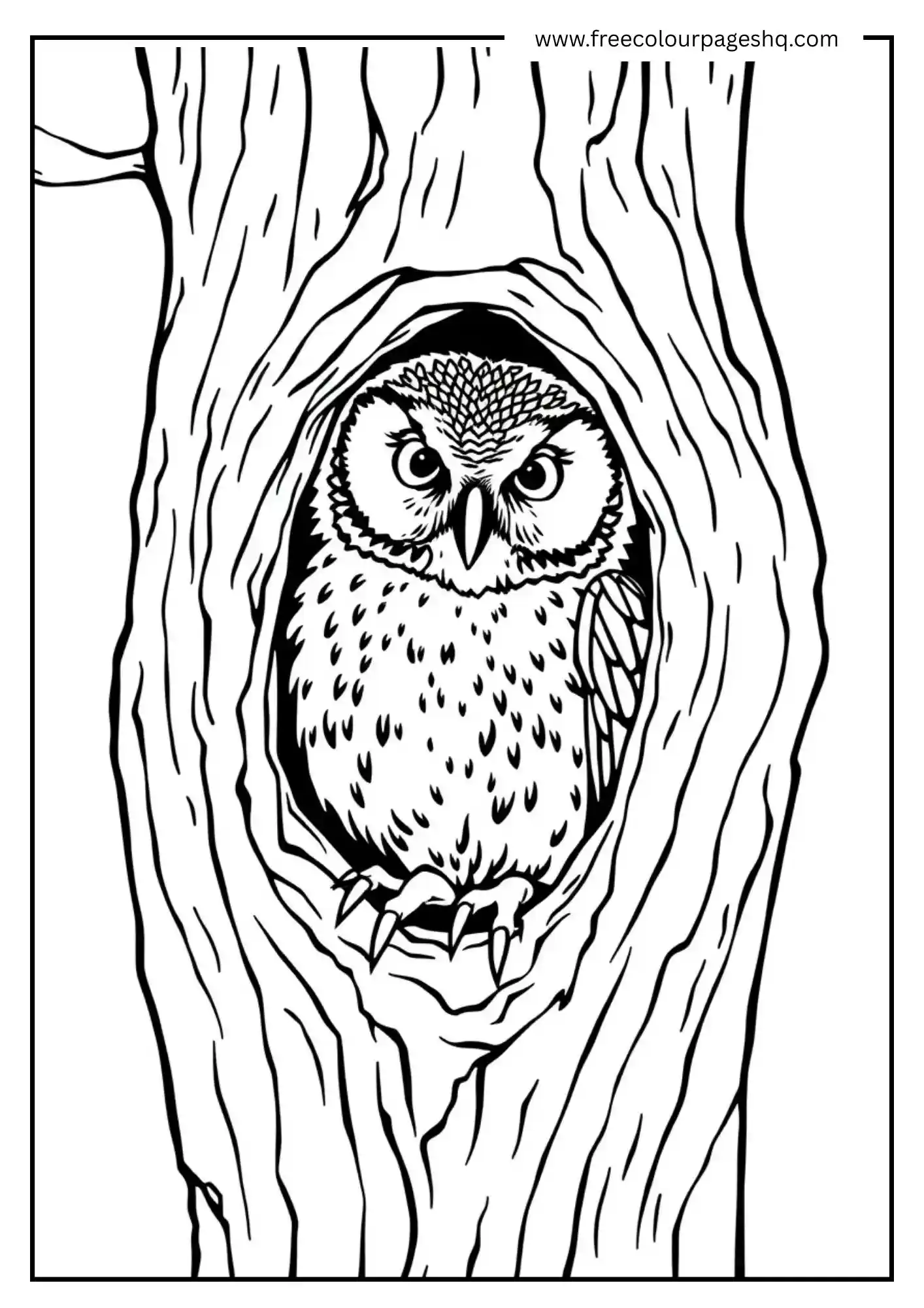 Hollow Tree Barred Owl