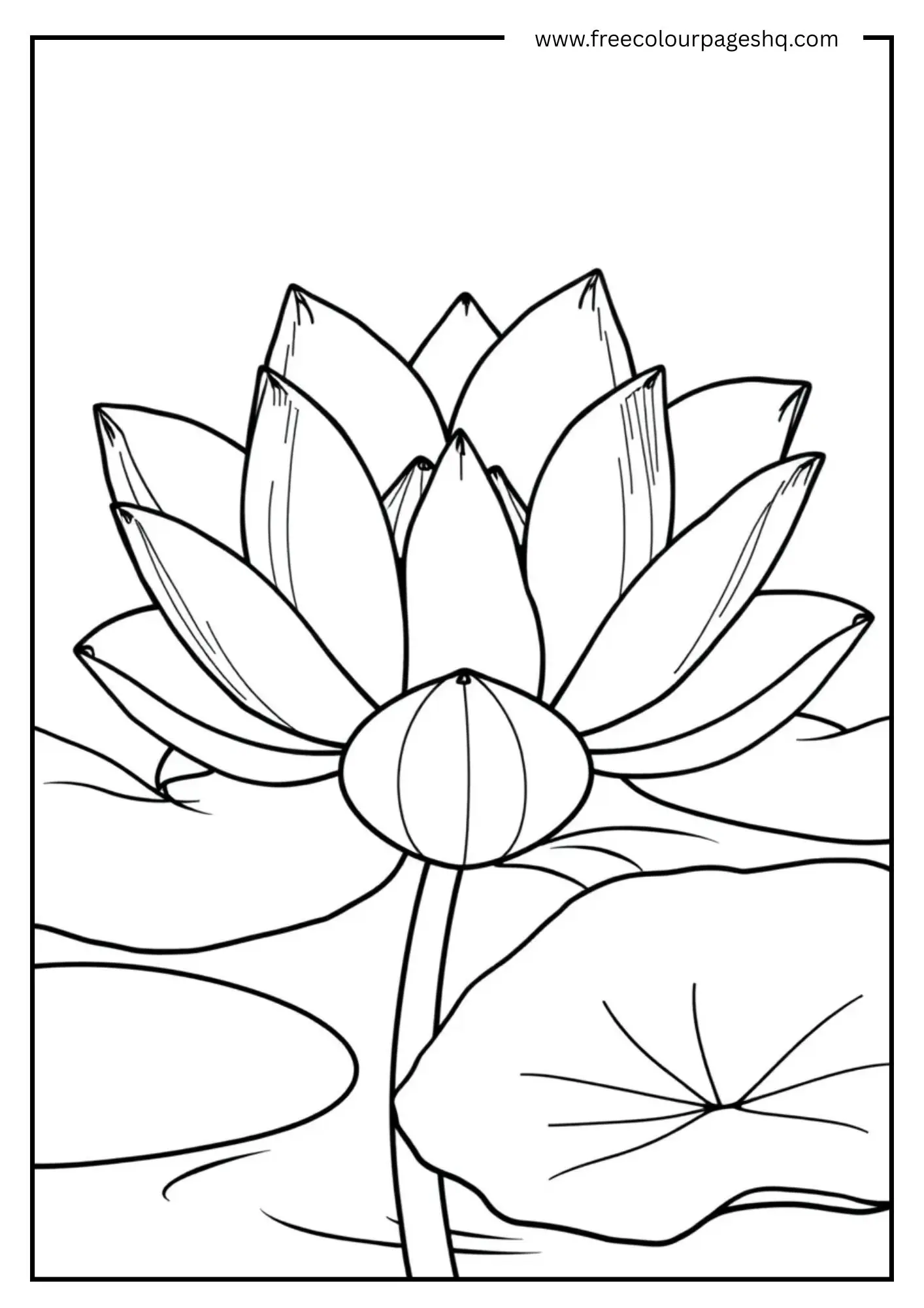 Lotus Beauty