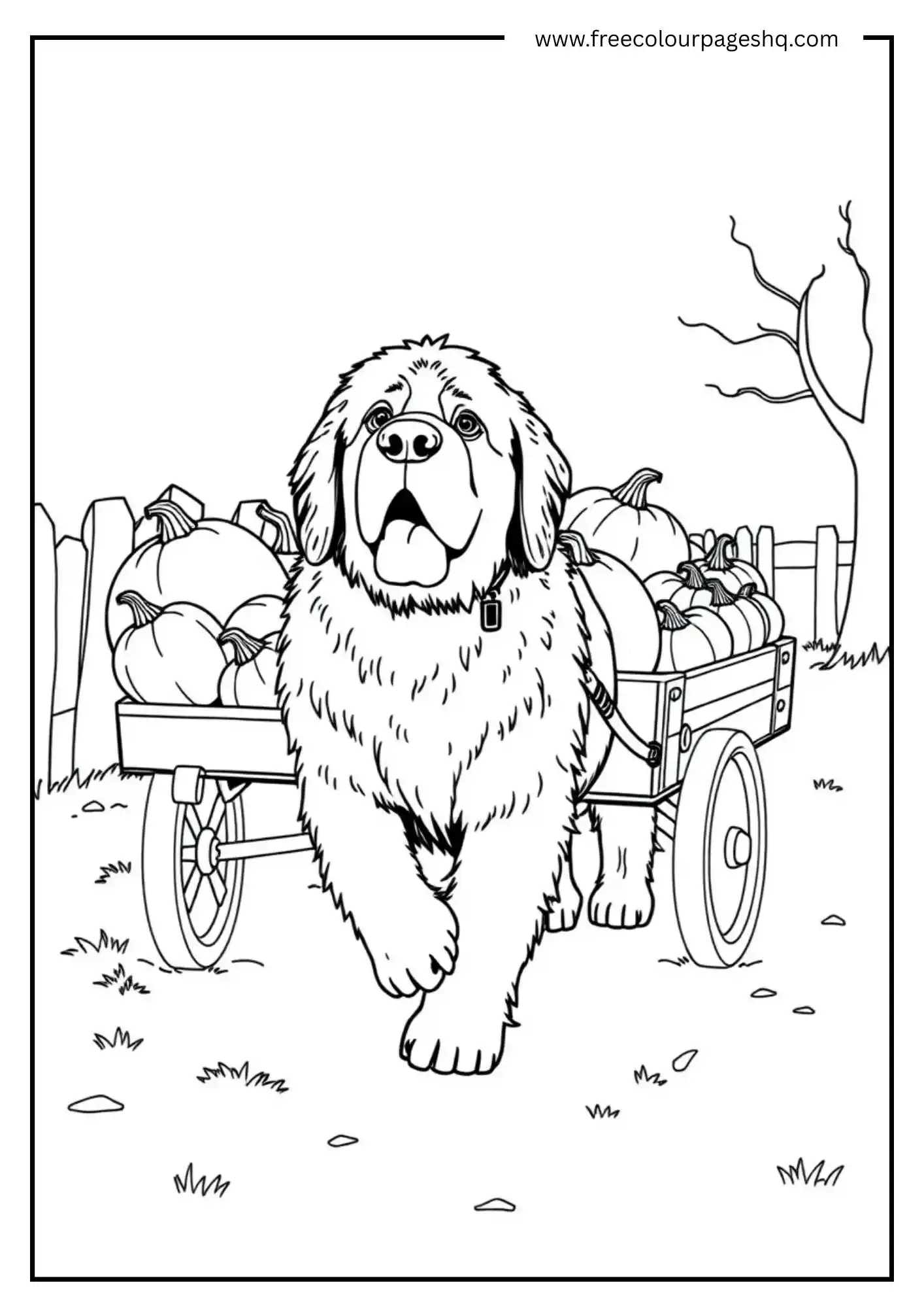 Market Dog