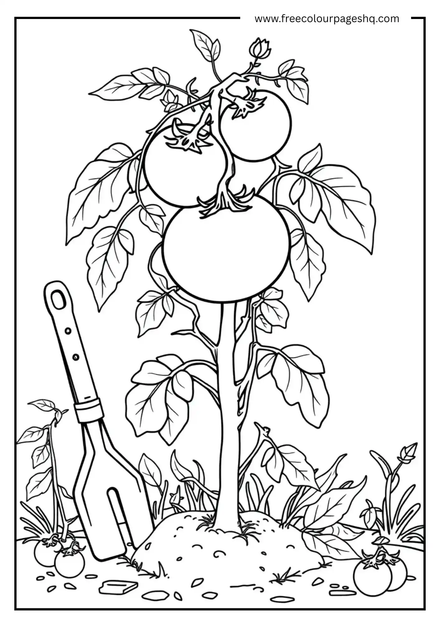 My Tomato Plant