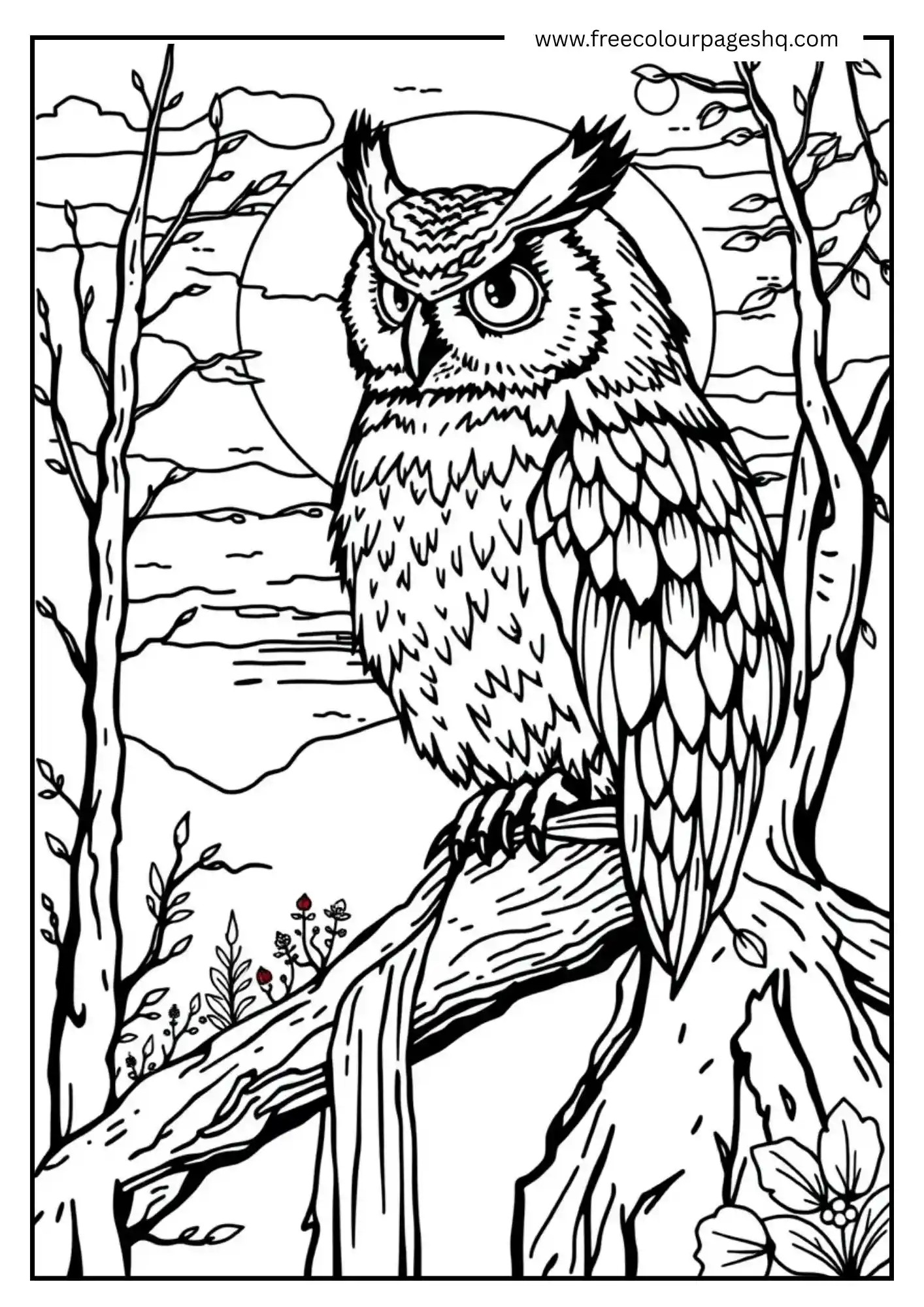 Owl Sunset time