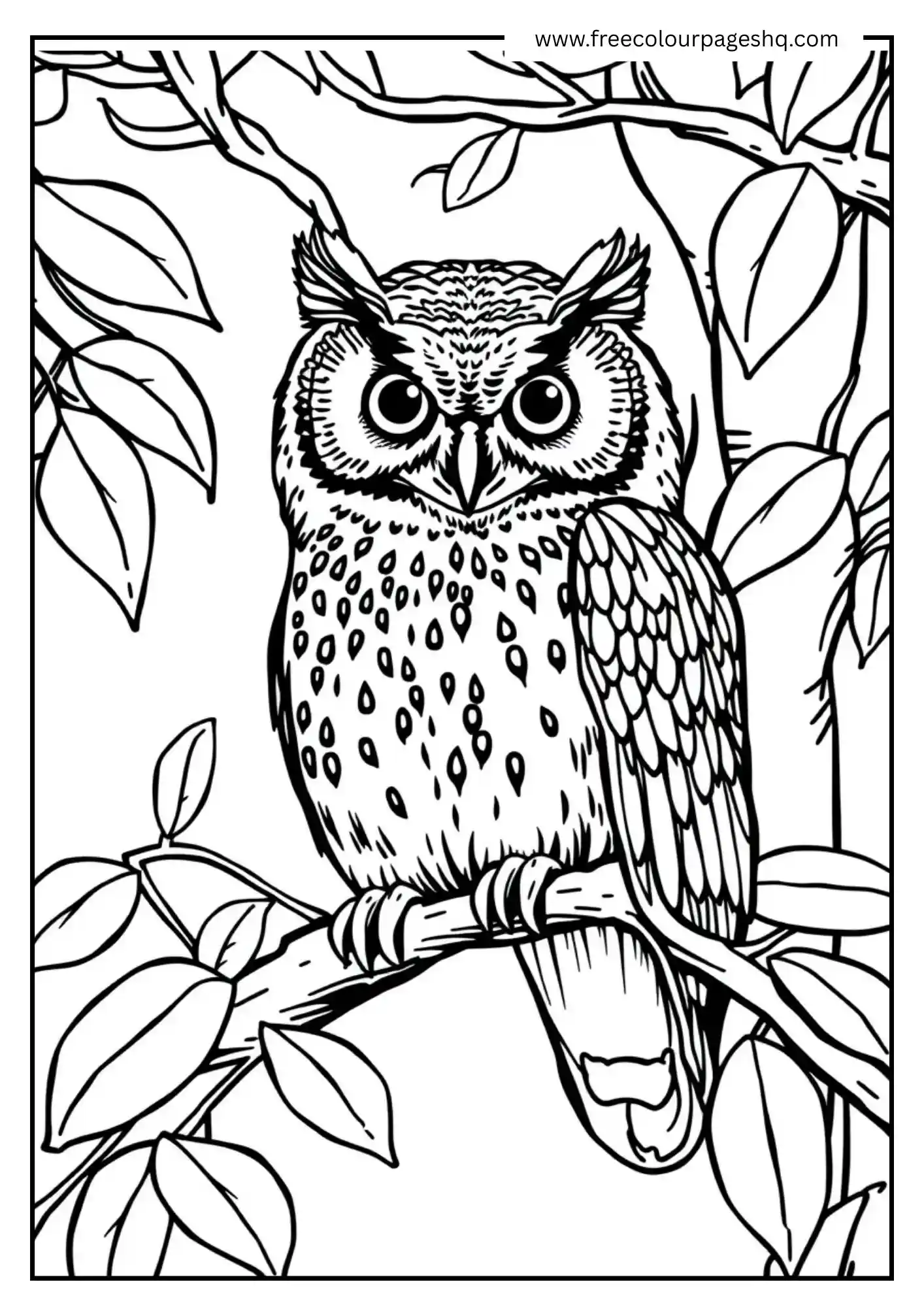 Rainforest Spotted Owl