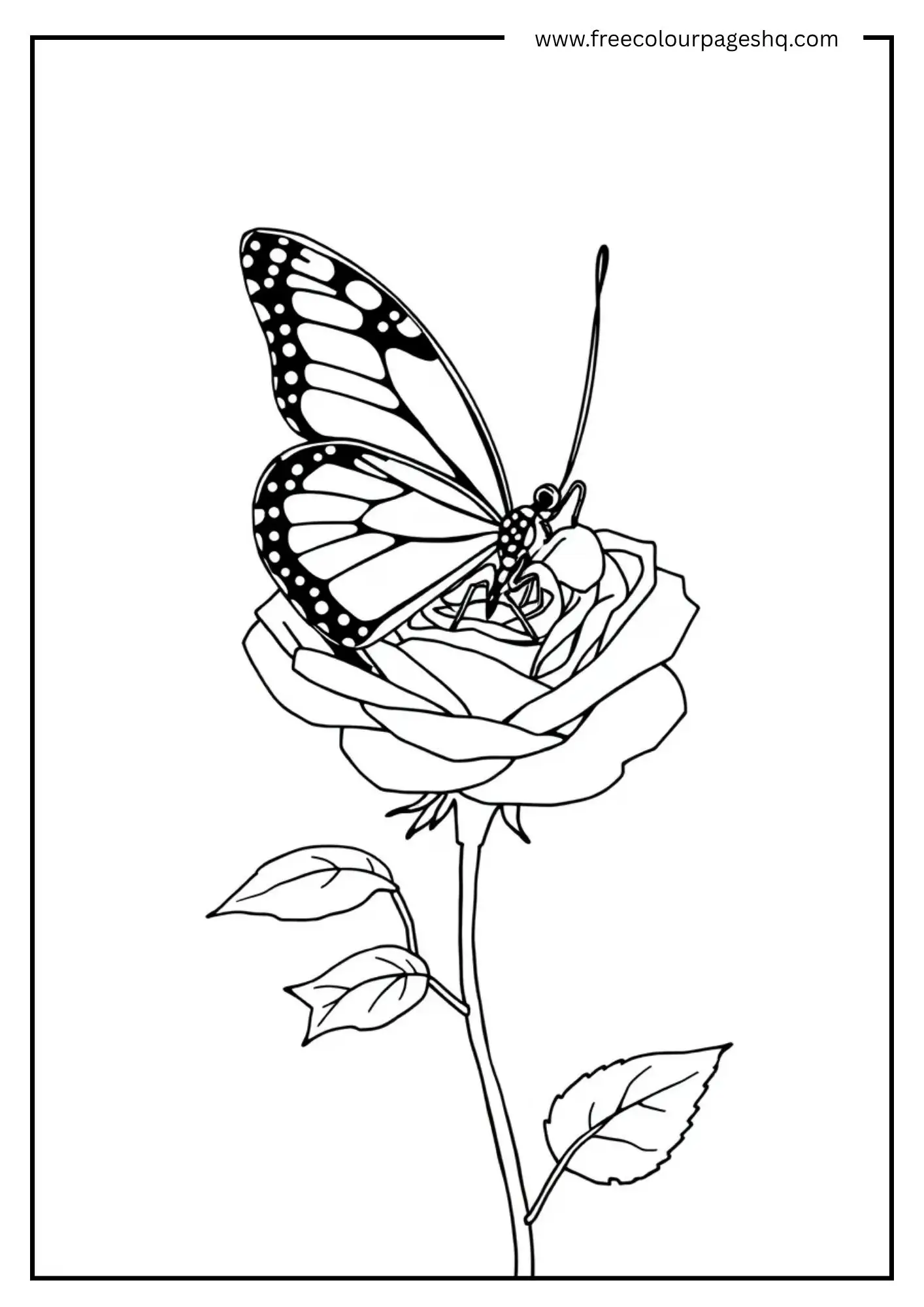 Rose Butterfly
