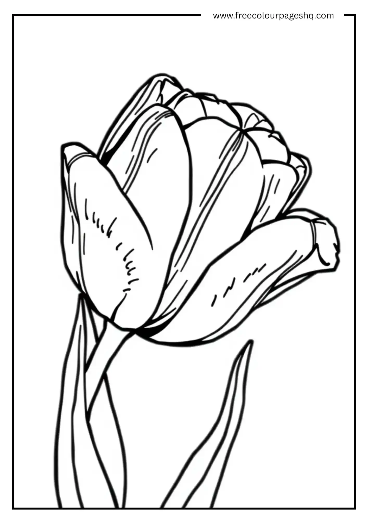 Spring Tulip