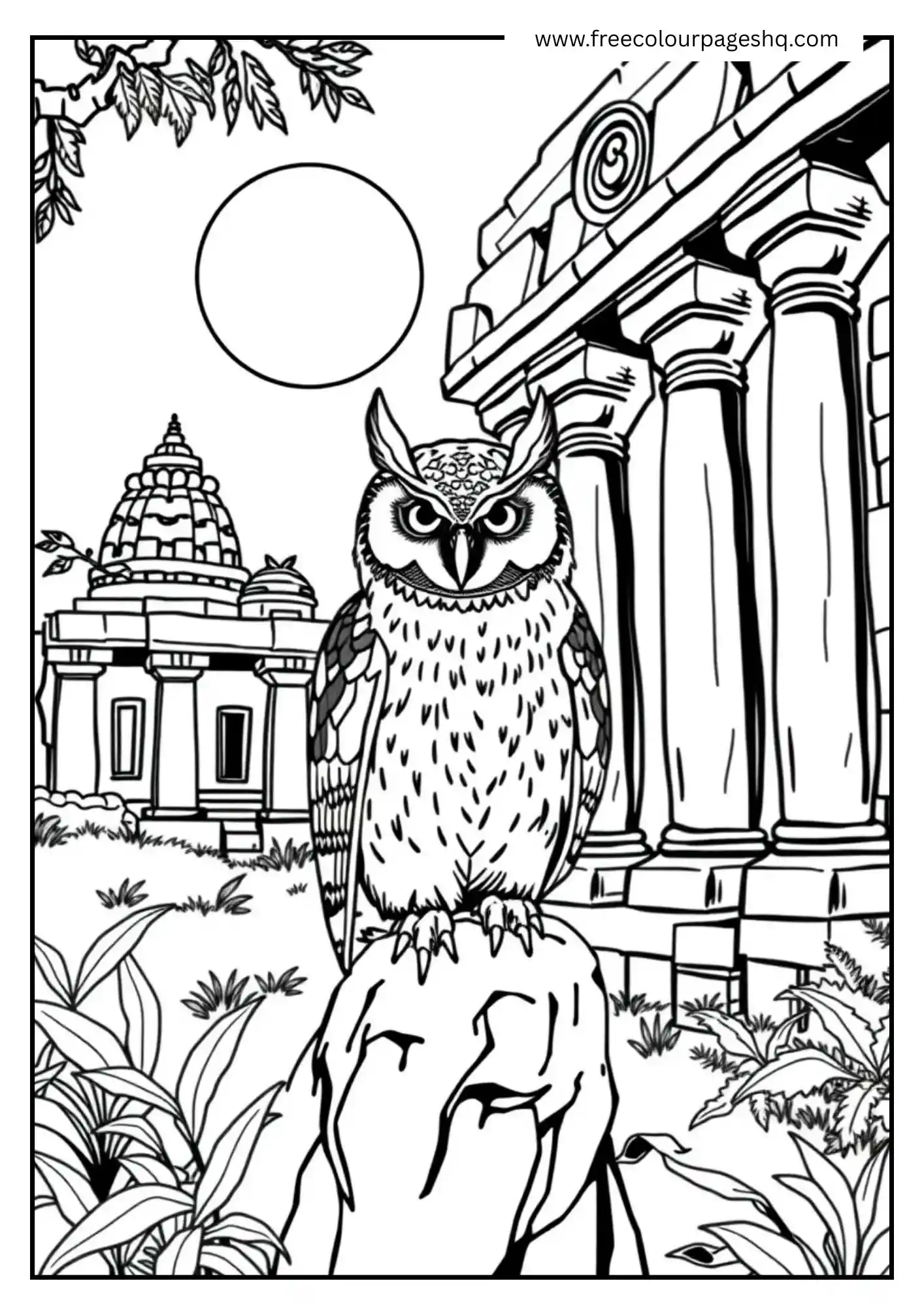 Temple Scops Owl