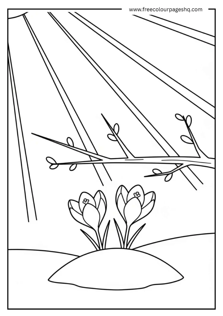 Crocus in the Snow