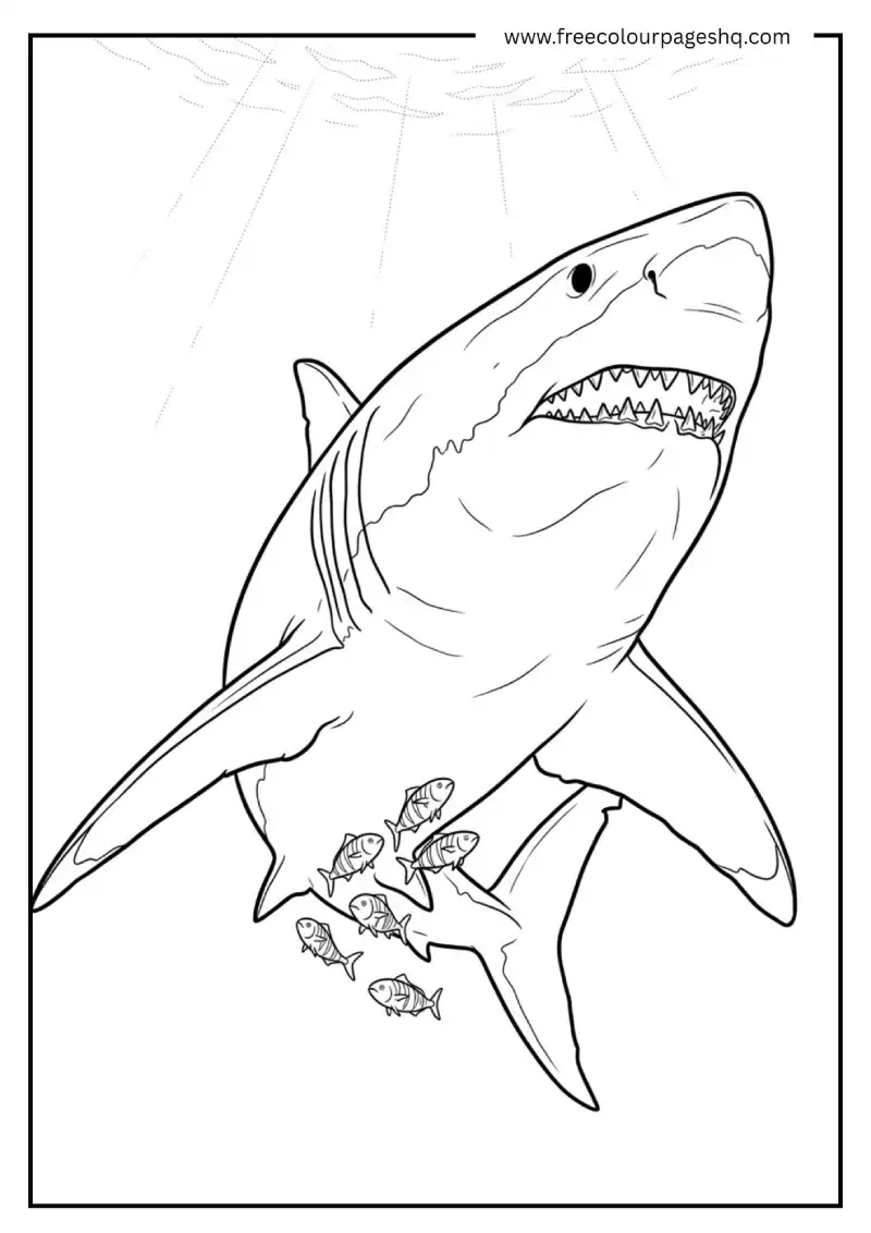 Great White Shark Underwater