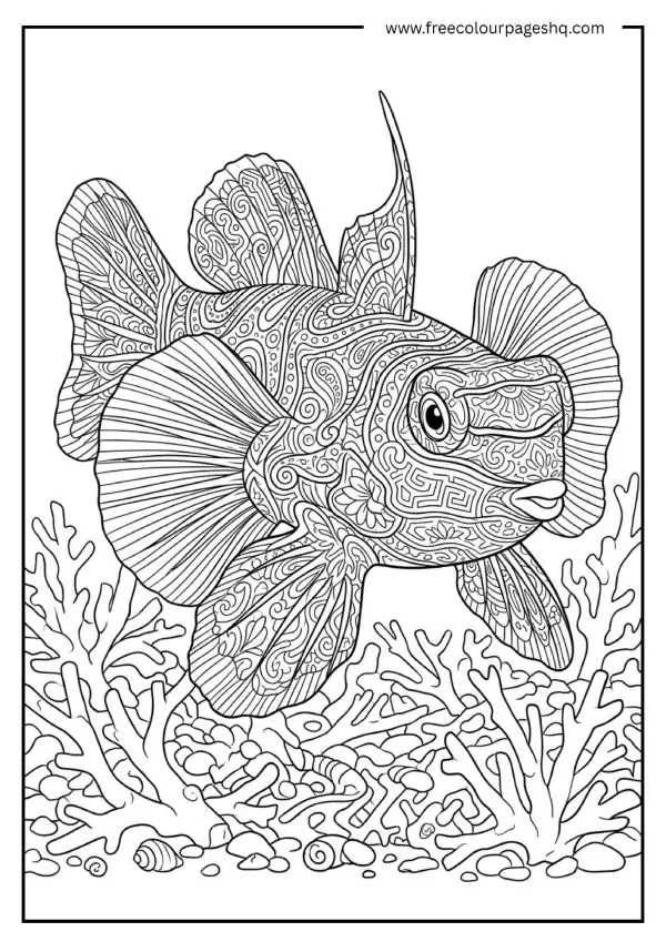 Mandarin Fish Close Up