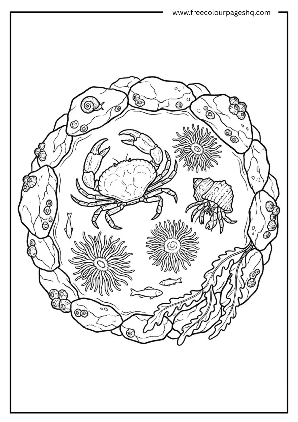 rockpool crab hermit crab coloring page for kids