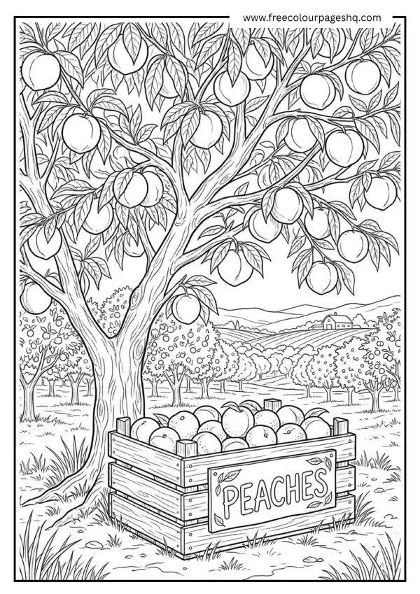 august coloring pages peach harvest