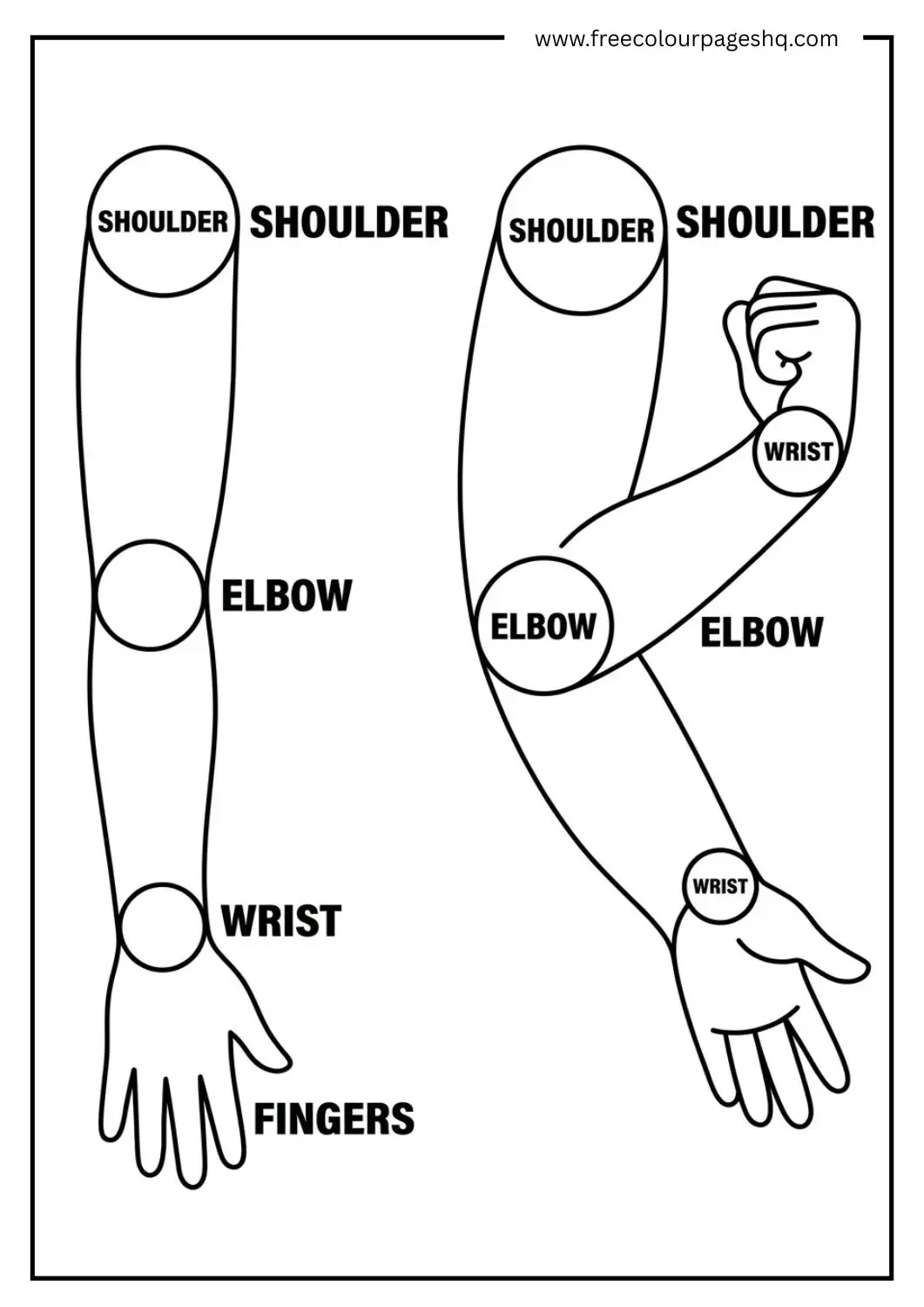 body parts coloring page shoulder arm elbow wrist