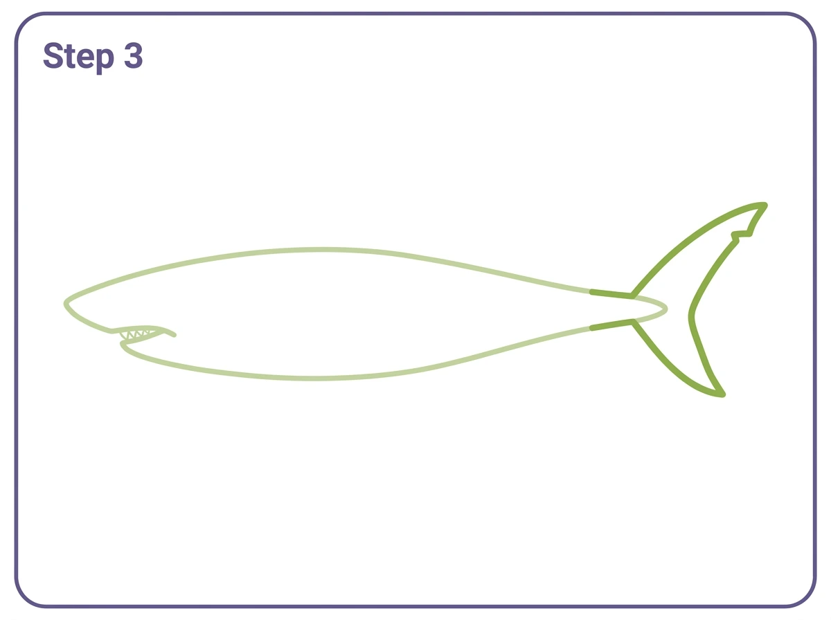 how to draw a shark step 3 tail fin