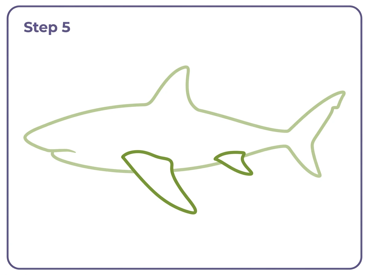 how to draw a shark step 5 pectoral fins