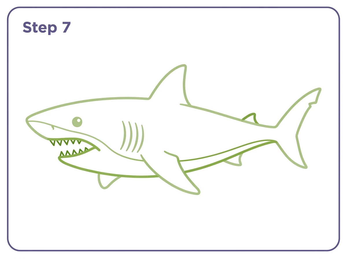 how to draw a shark step 7 teeth belly