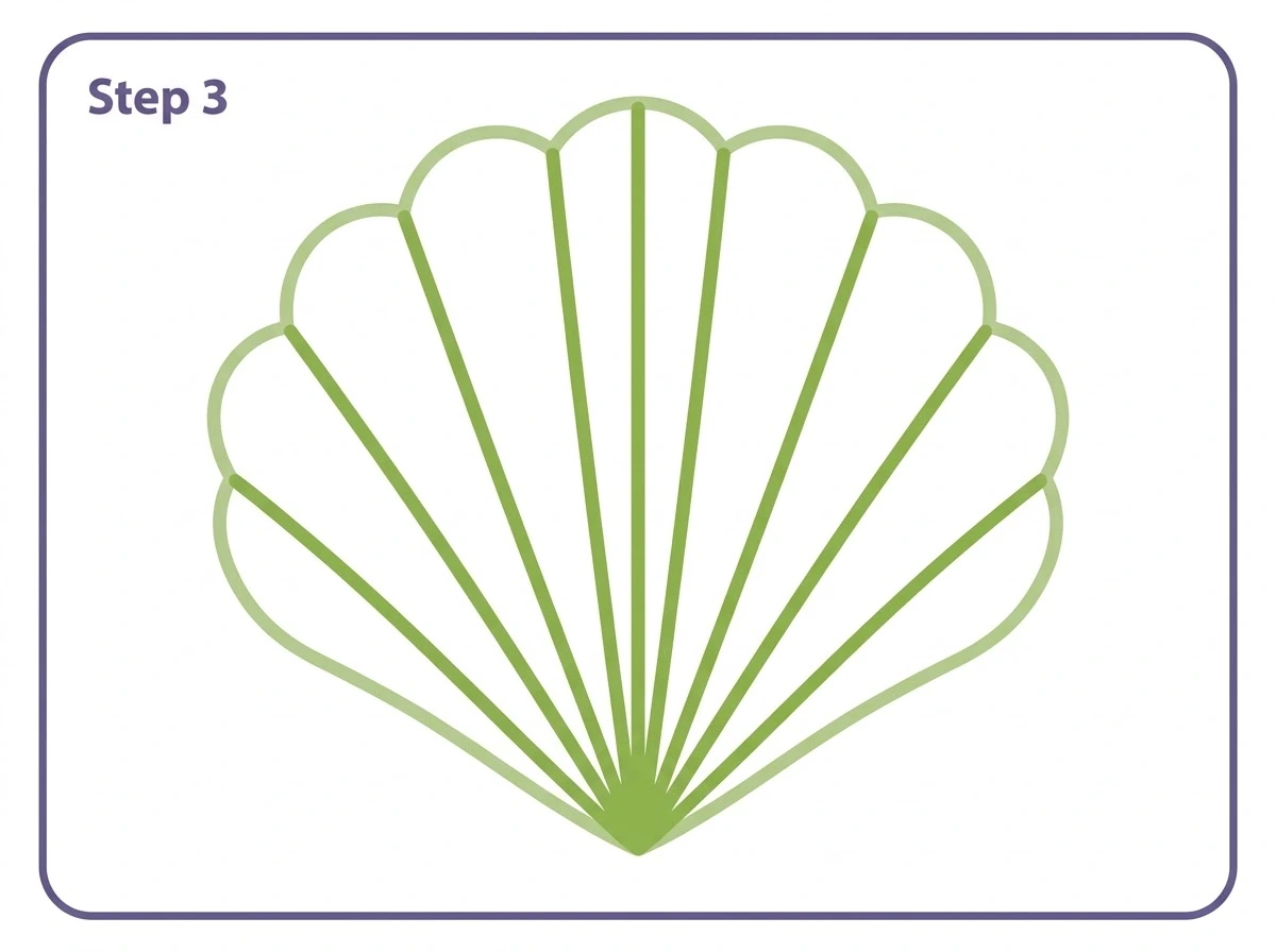 how to draw a sea shell step 3 rib lines